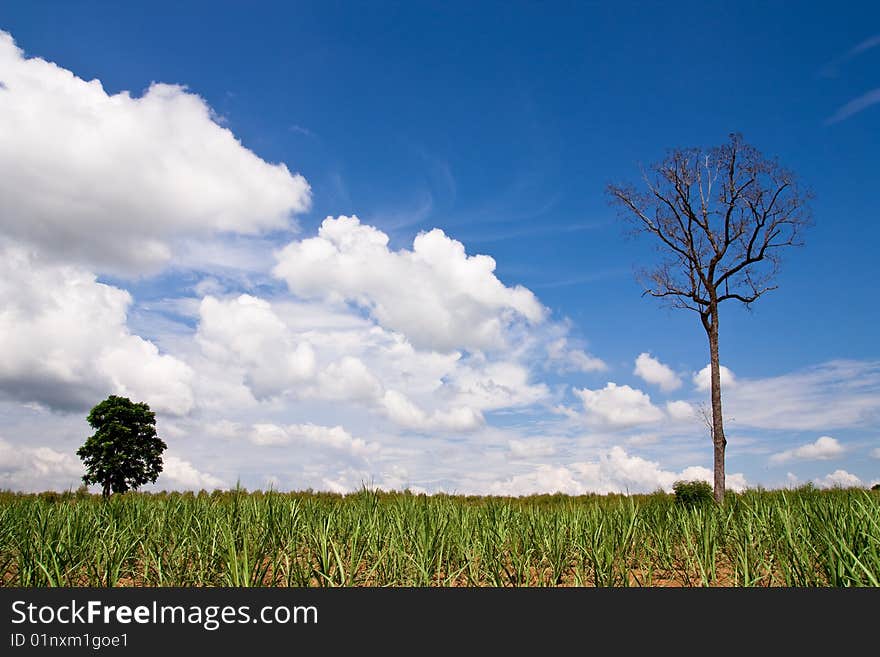 Tropical Field In Summer