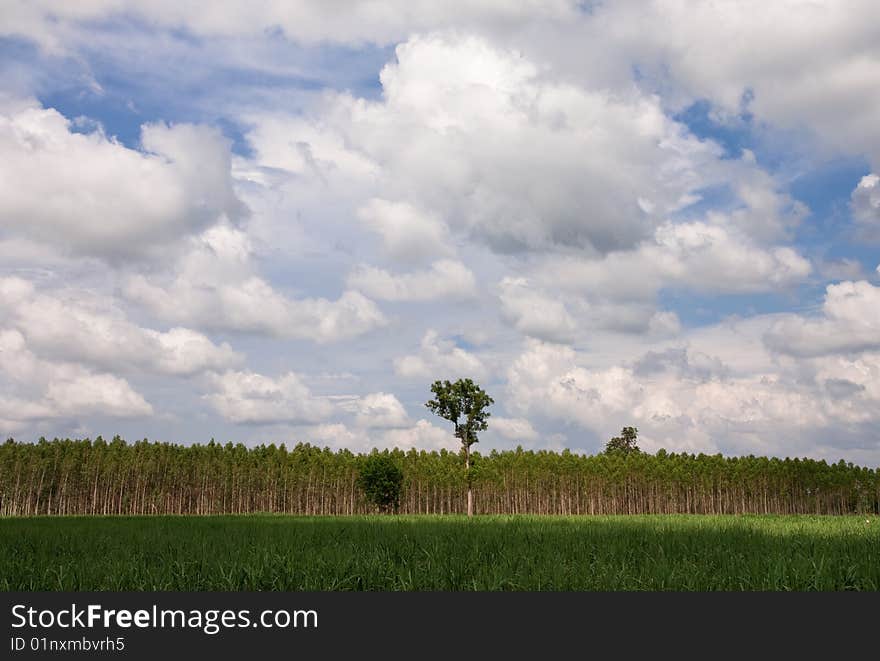 Eucalyptus forest in north-east of Thailand