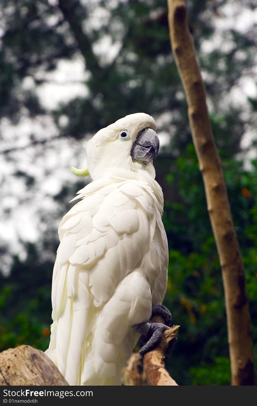Beautiful white parrot resting on a piece of wood