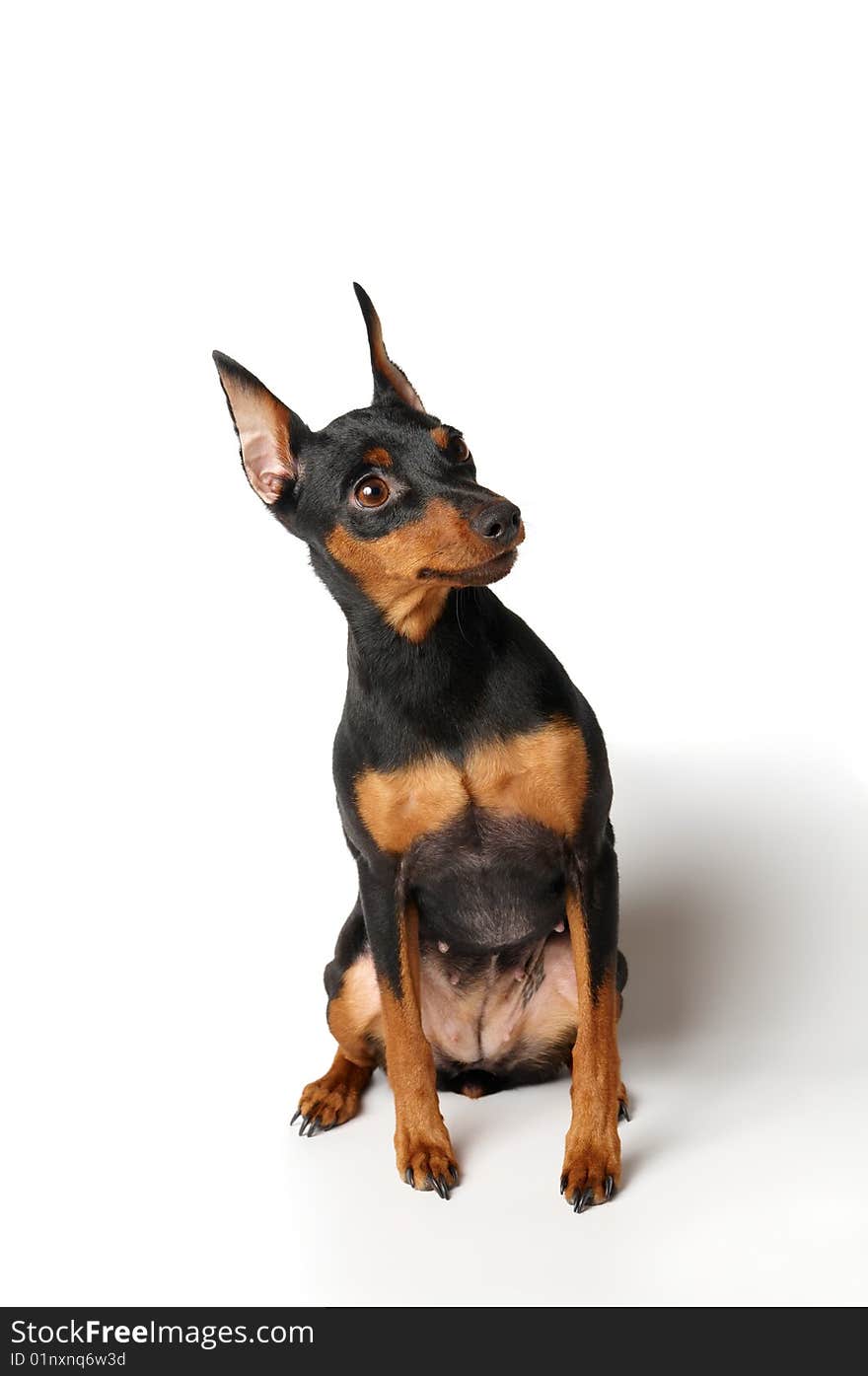 Black and tan Miniature Pinscher looking up