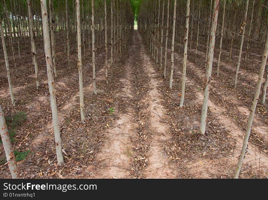 Eucalyptus planting for paper industry in Thailand. Eucalyptus planting for paper industry in Thailand