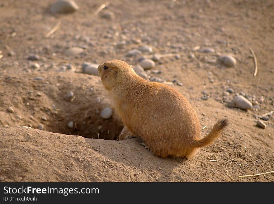 A prairie dog preparing to enter a hole.