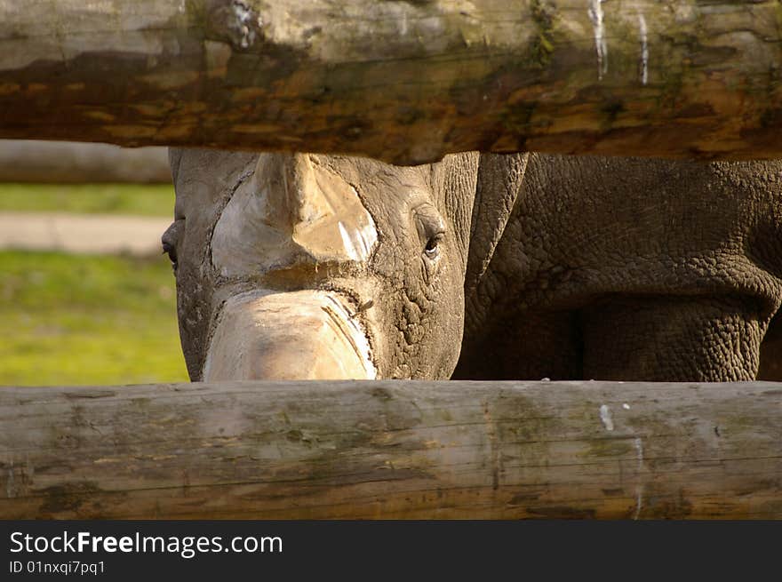 Curious Rhino