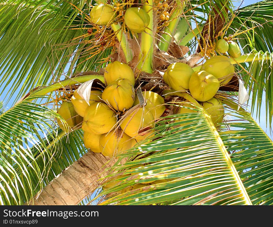 Ripe Tropical Coconuts