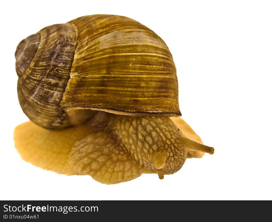 Garden Snail Isolated on White.