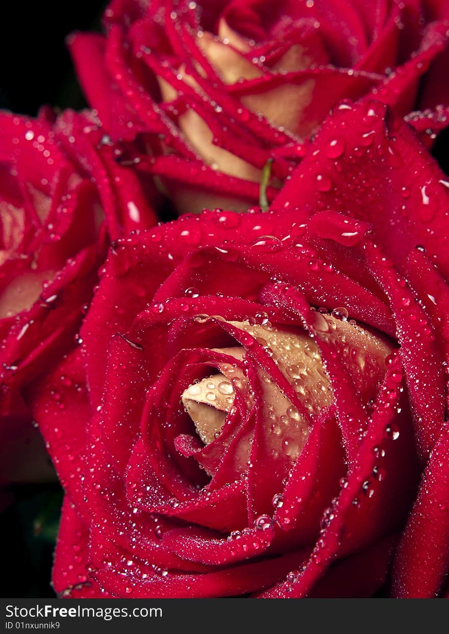 Beautiful red roses with water droplets close-up. Beautiful red roses with water droplets close-up