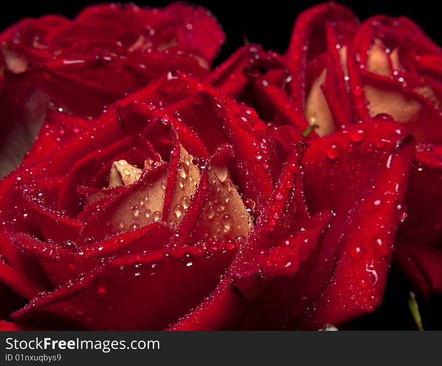 Beautiful red roses with water droplets close-up. Beautiful red roses with water droplets close-up