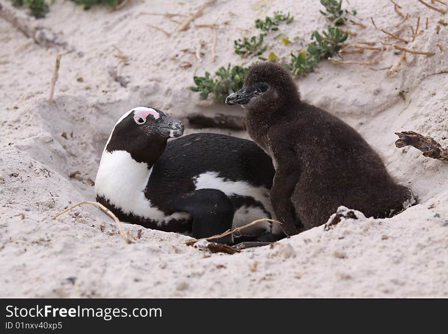 Tender Family Of Penguins