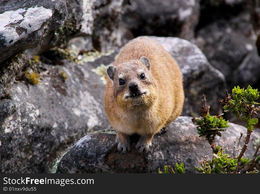 A shot of african dassie. A shot of african dassie