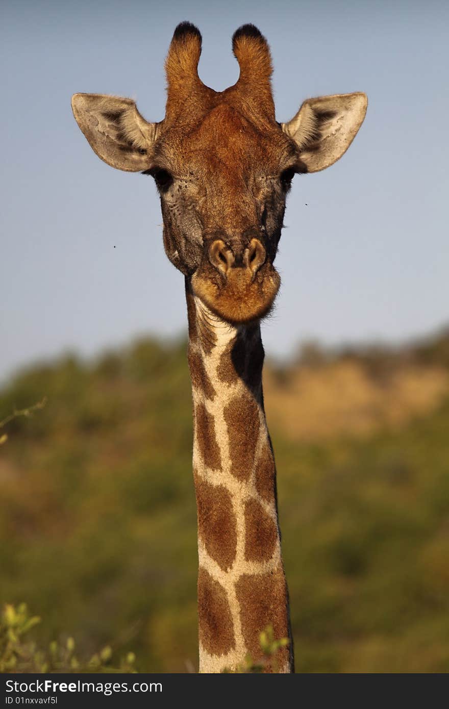 A shot of a giraffe during a safari in pillaneberg south africa. A shot of a giraffe during a safari in pillaneberg south africa