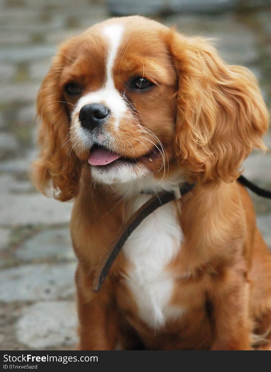 A brown and white cavalier king charles puppy.