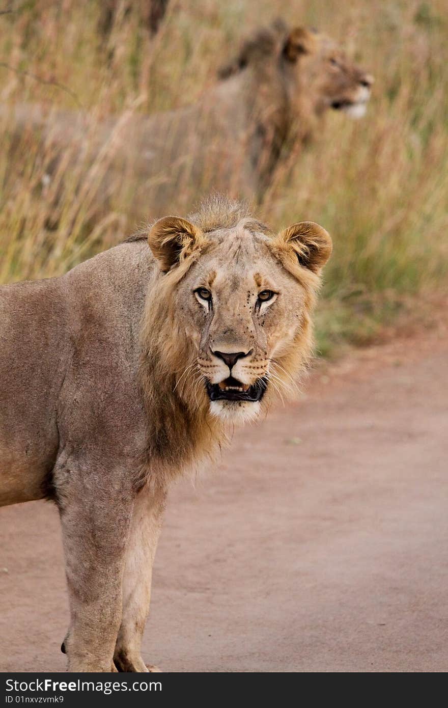 A shot of two Lion during a safari in south africa. A shot of two Lion during a safari in south africa