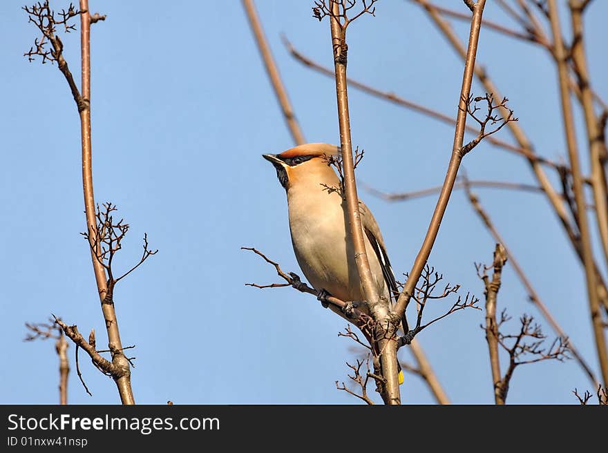 Bombycilla garrulus 1