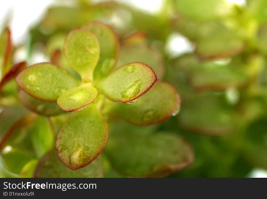 Single green succulent plant