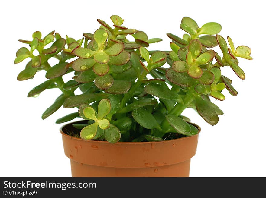 Single Green Succulent Plant