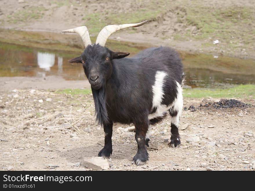 Black and white Billy Goat with two long horns.  Goat is facing forward.