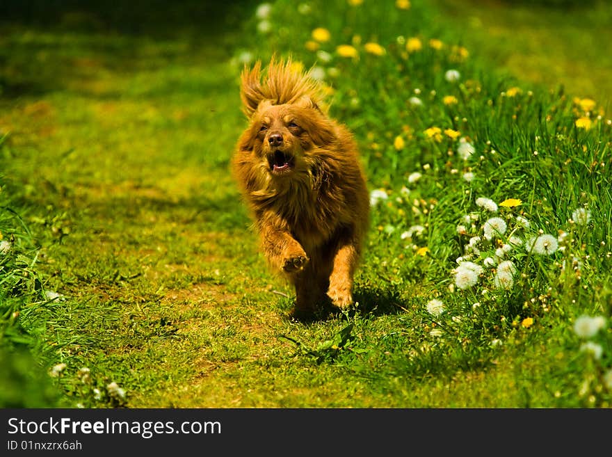 Dog without name walking in beautifull sunny day