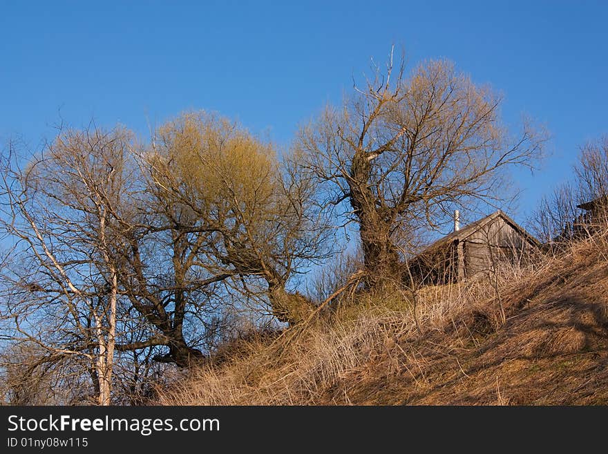 Naked trees in spring against blue sky. Naked trees in spring against blue sky