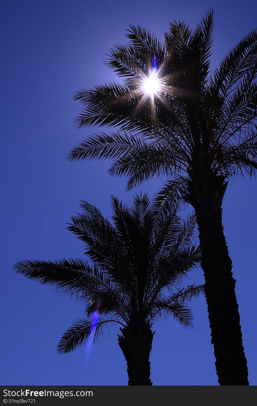 Silhouette of two palms, in Italy. Silhouette of two palms, in Italy