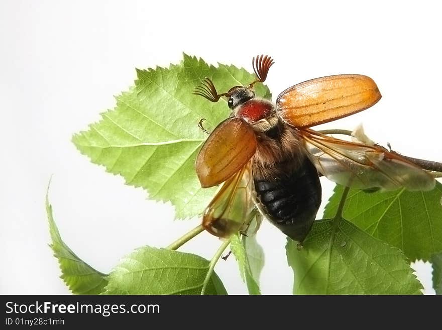 May-bug on a tree branch.