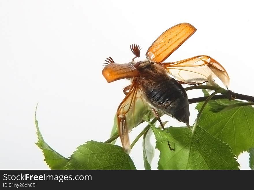 May-bug on a tree branch.