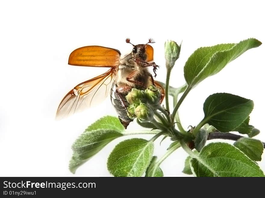 May-bug on a tree branch.