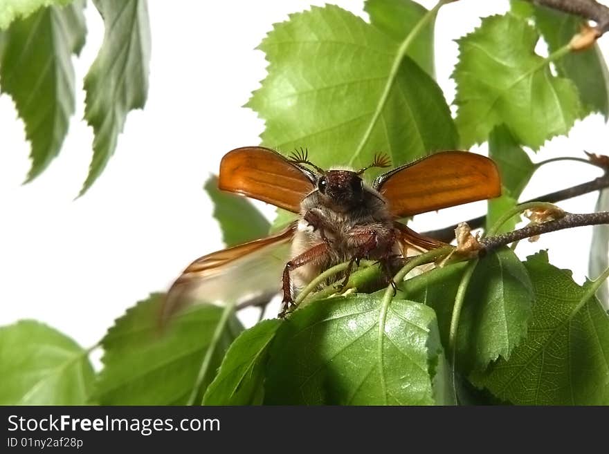 May-bug on a tree branch.