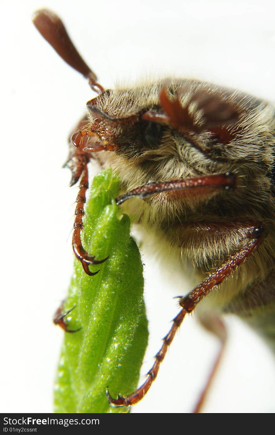 May-bug on a tree branch.