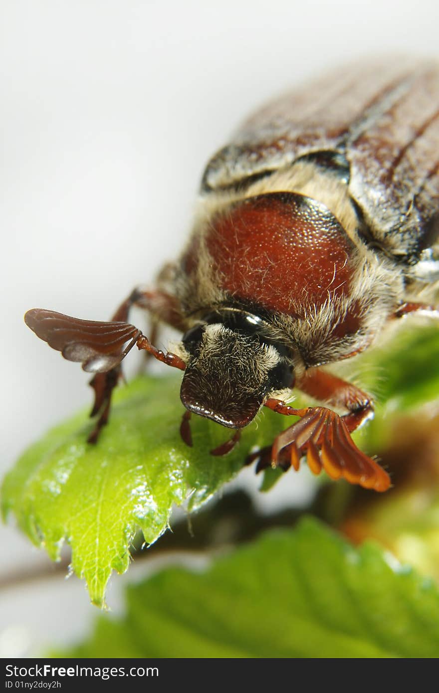 May-bug on a tree branch.