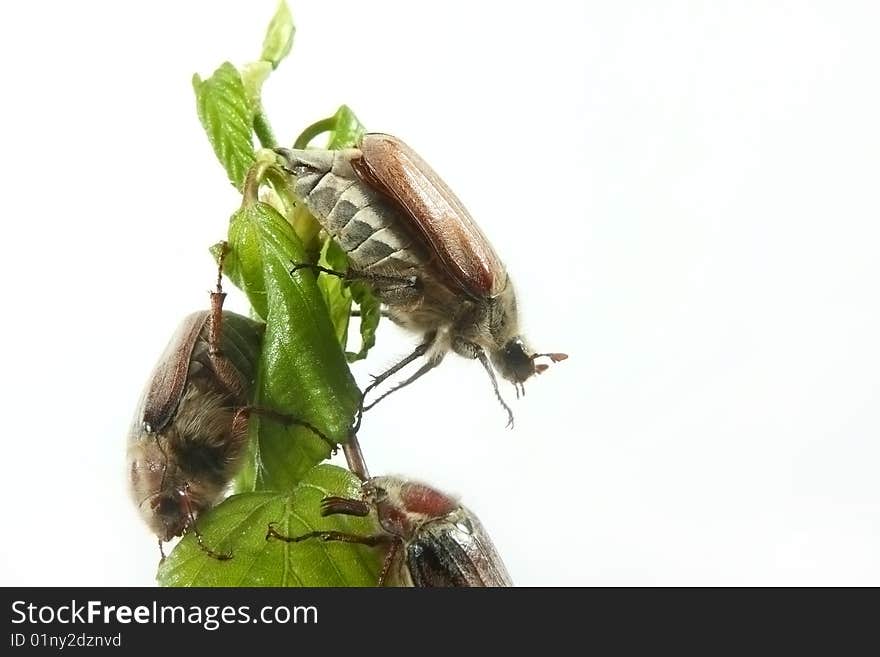 May-bug on a tree branch.