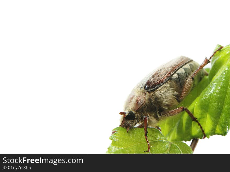 May-bug on a tree branch.