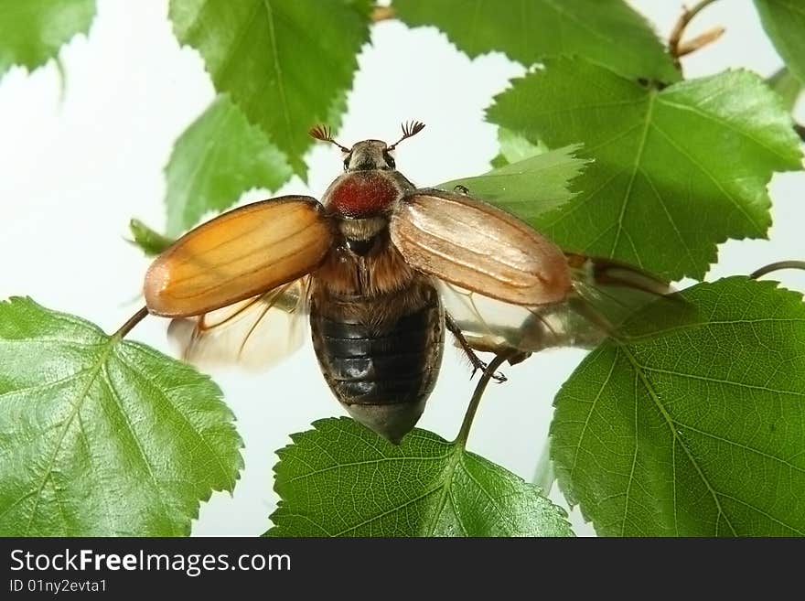 May-bug on a tree branch.