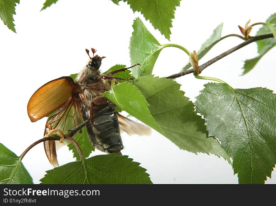 May-bug on a tree branch.