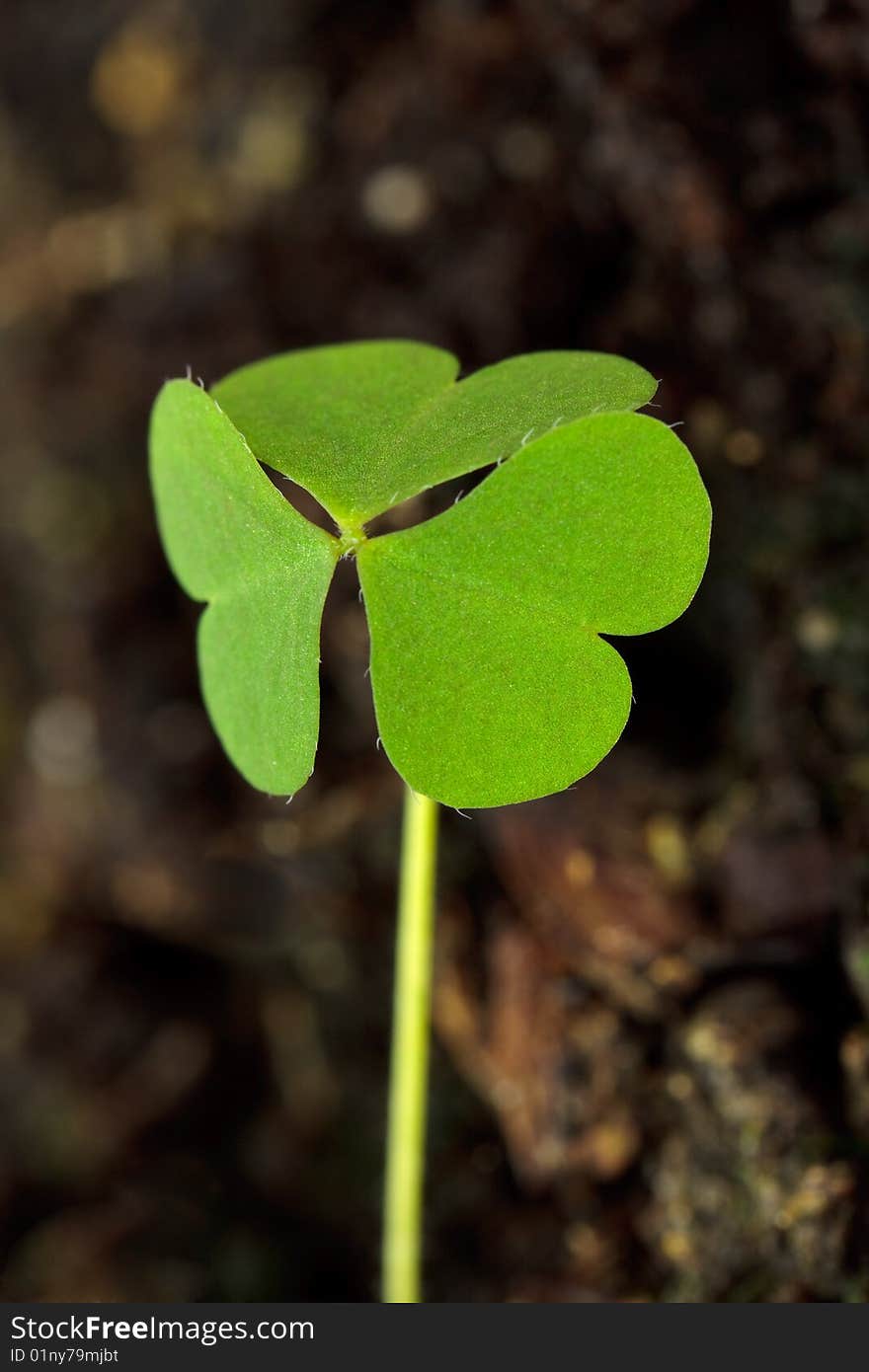 Clover-leaf In The Garden