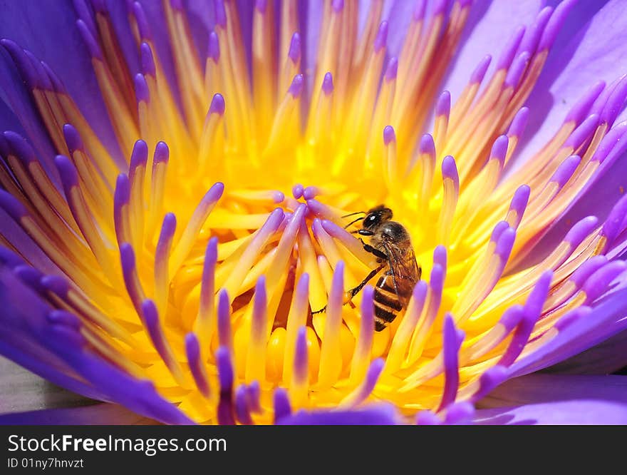 Close up of purple lotus and bee. Close up of purple lotus and bee