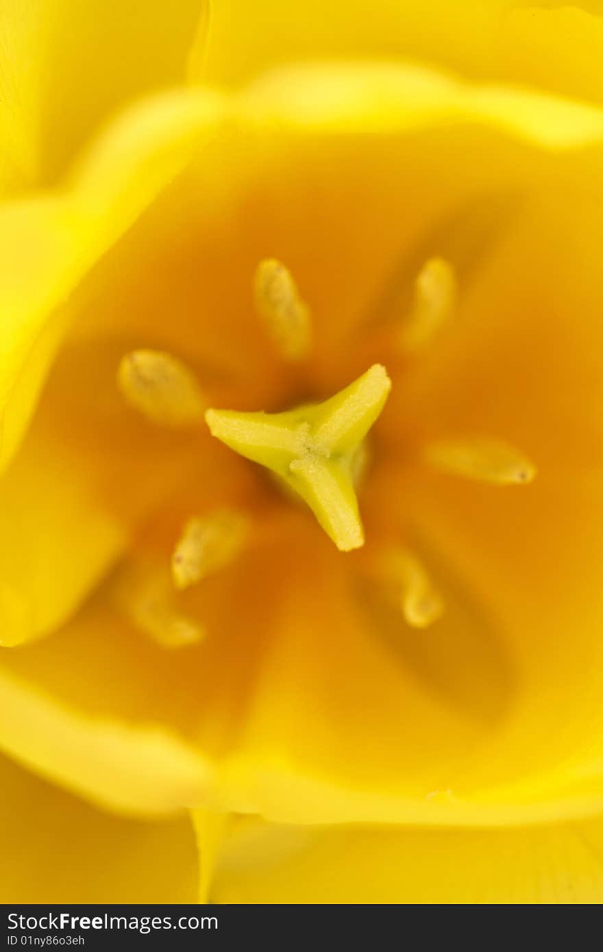 Yellow tulip, macro, floral background