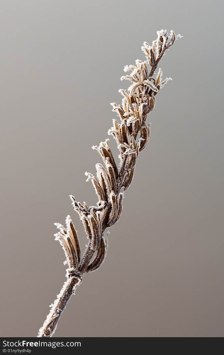 First crystals of frost on a piece of dry grass. First crystals of frost on a piece of dry grass.