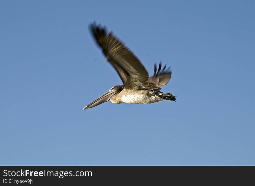 Brown pelican in flight