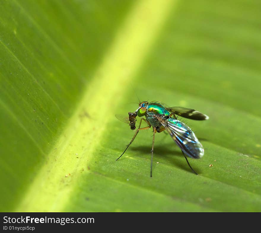 Insect eating