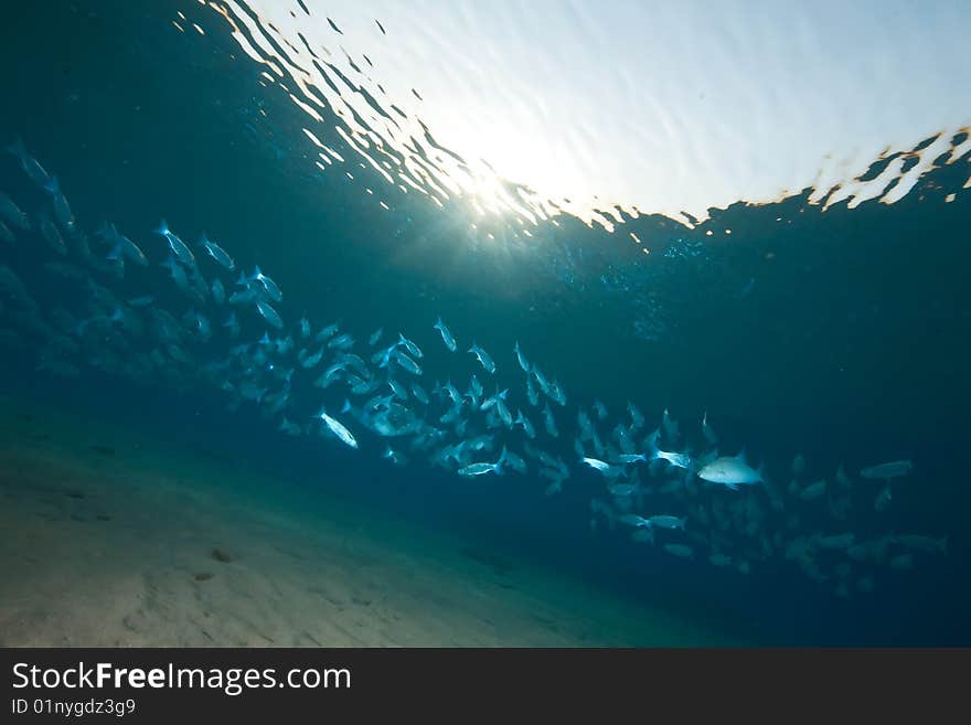 Ocean, sun and foldlip mullet taken in the red sea.