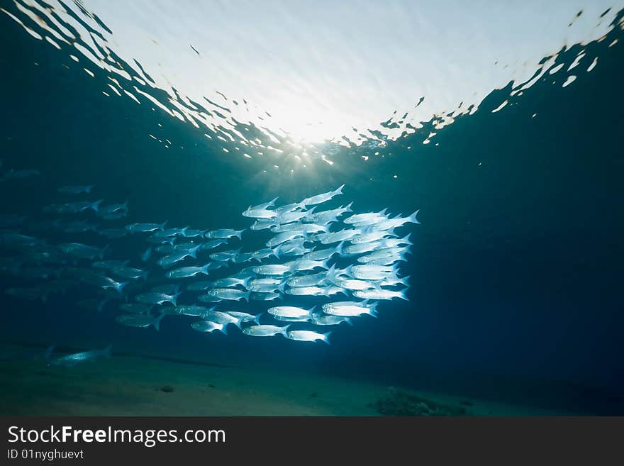 Ocean, sun and foldlip mullet taken in the red sea.