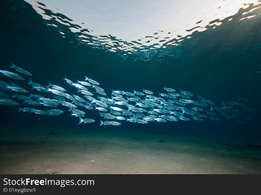 Ocean, sun and foldlip mullet