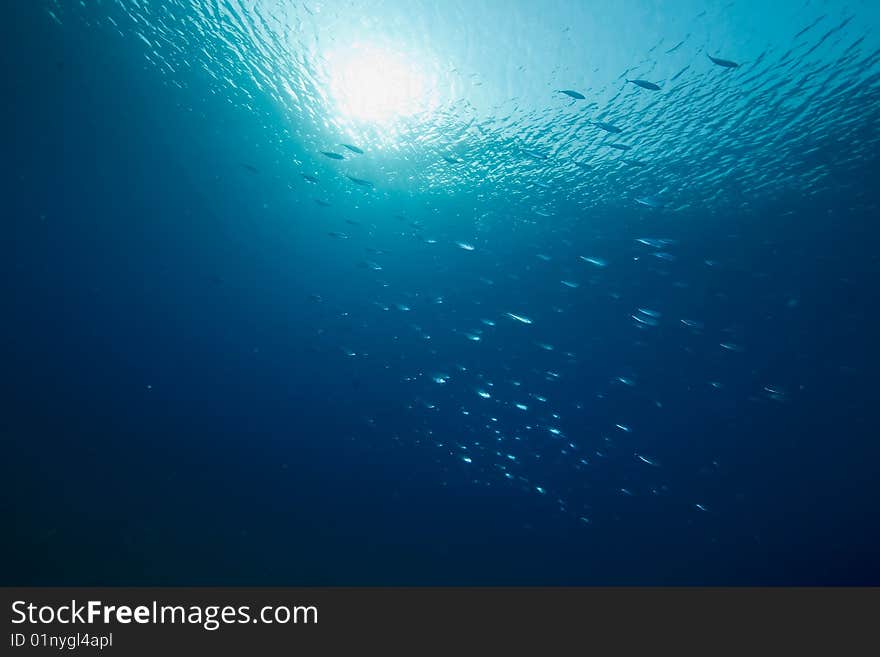 Ocean, sun and fish taken in the red sea.