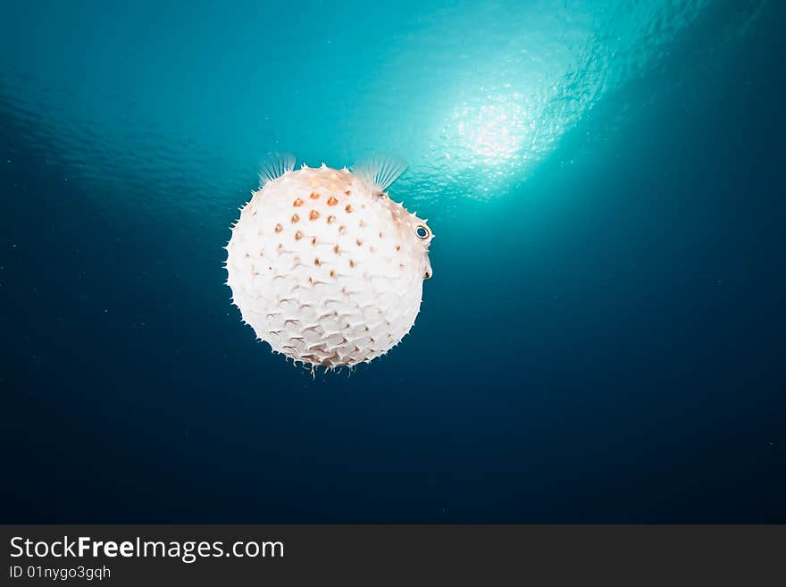 Ocean, sun and yellowspotted burrfish