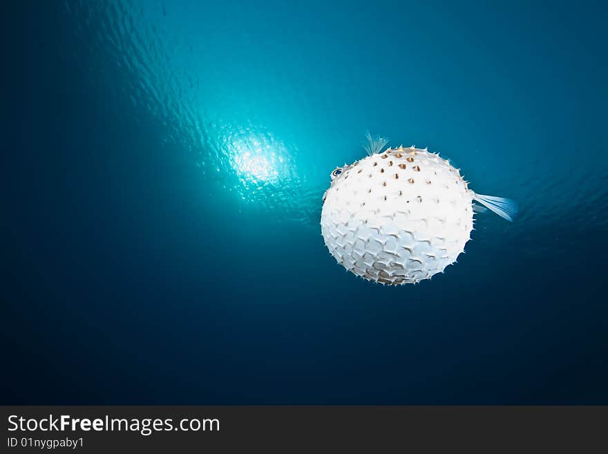 Ocean, sun and yellowspotted burrfish