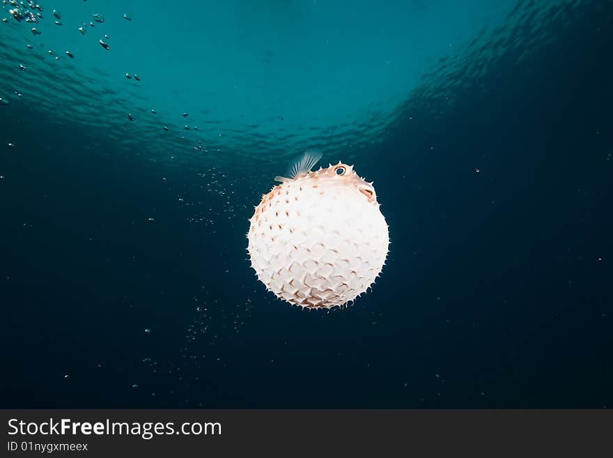 Ocean, sun and yellowspotted burrfish