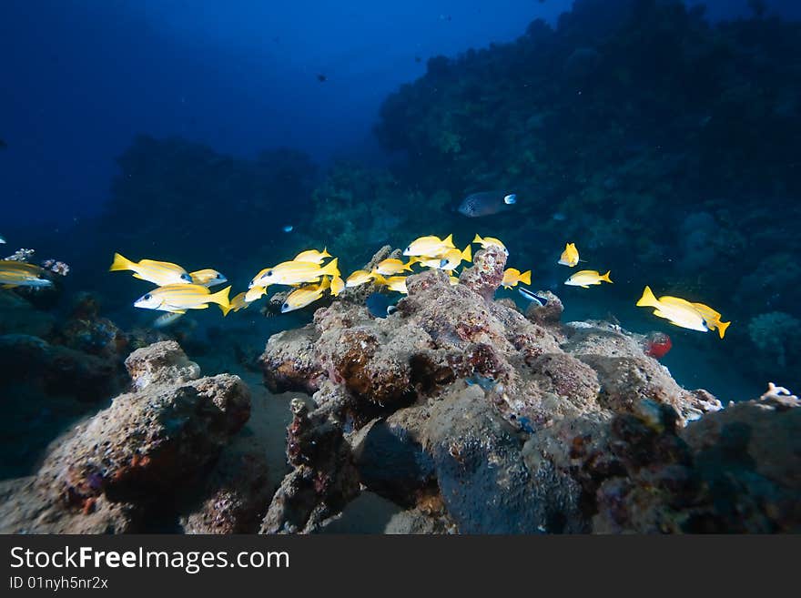 Ocean, sun and blue-striped snapper