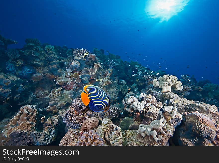 Ocean, sun and fish taken in the red sea.