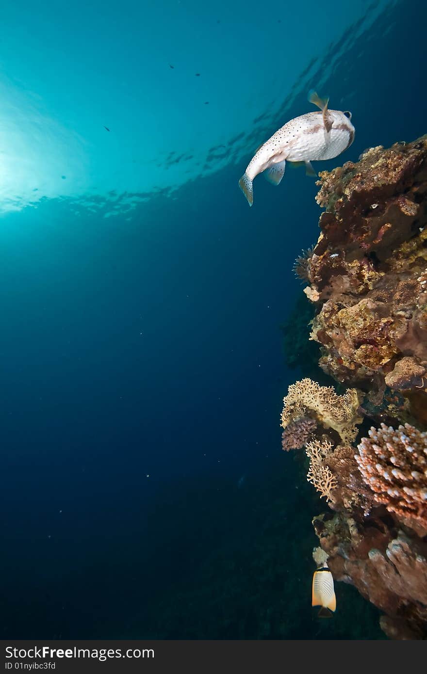 Ocean, sun and porcupinefish taken in the red sea.