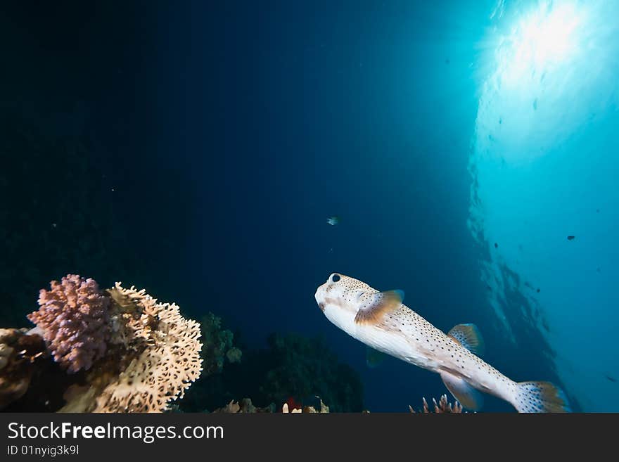 Ocean, sun and porcupinefish taken in the red sea.